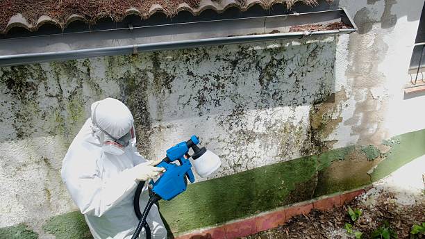 Top rated local Mold Remediation specialists in Bridgeport, PA